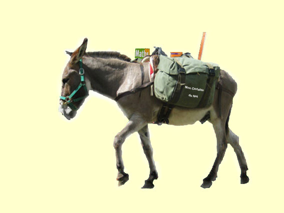 mule 